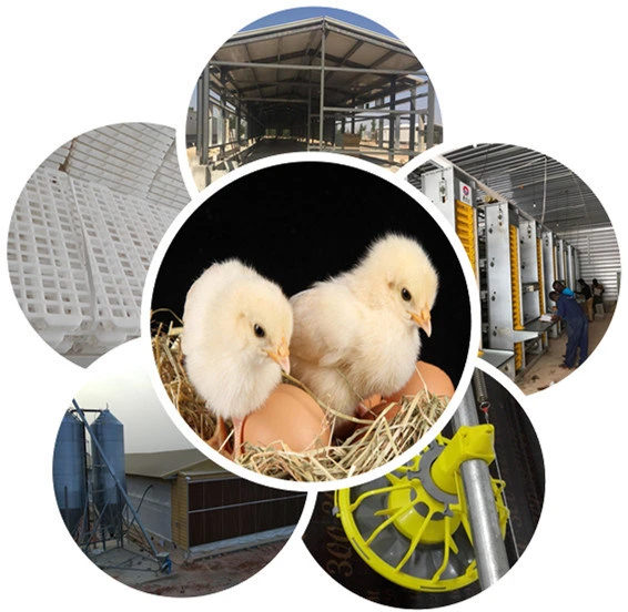 Self Manufactured Semi-Automatic Quality Steel Egg Chicken Shed with Equipment